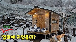 고양이 집짓는데 총공사비용 공개! (ft. 90일 공사 총정리)