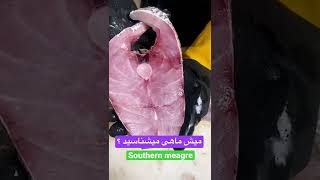 میش ماهی از خانواده شوریده ماهیان / Southern meagre / فیله ماهی . استیک ماهی . ماهی تازه جنوب بوشهر