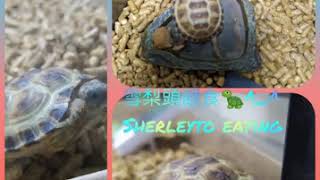 寶寶巴西龜/四指陸龜趣味回憶錄ep.11baby red eared turtle and tortoise ep.11 雪梨頭餵食sherleyto eating