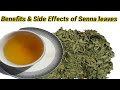 Senna Leaves | Senna Tea | How to prepare Senna Leaves Tea | Sana makki ke fayde