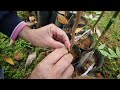 菠蘿蜜，橡膠皮接的操作過程，倒v形撕下來，然後放好接穗 jackfruit operation process of rubber skin joint inverted v shape