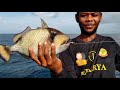 merawai taklukkan ikan hiu giant trevally u0026 trigger fish _ longline fishing best video