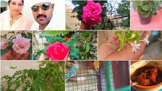 எங்க மாடி தோட்டம் பார்க்கலாம் வாங்க|garden video in tamil|home garden tamil|maadi thottam maintenanc