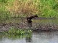 limpkin feeding young