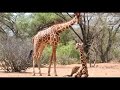 Video Update from Kenyan Conservation Partners