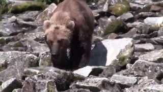 Alaska Grizzly Bear Trip: Watch Grizzlies in the Wild