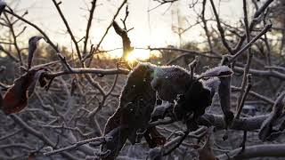 Winter Stroll in The Garden. Nordic Permaculture Food Forest