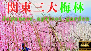 Japanese_apricot_geraden★関東三大梅林「曽我梅林」★