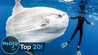 Top 20 Abnormally Large Animals That Really Exist