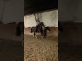 jaki jest najlepszy jeździecki influencer horse jazda konie horseriding galop riding