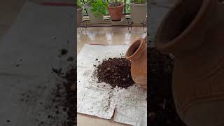 Organic compost from kitchen waste #Shorts#YoutubeShorts#Trending