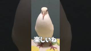 興奮するギンバトさん