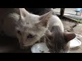 배달 늦게 왔다고 소리 치는 길냥이 cat hissing at me because i m too late