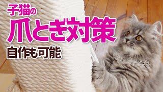 【子猫 爪とぎのしつけ方】猫の爪とぎ対策【スコティッシュフォールド】