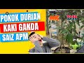 Anak pokok durian kaki ganda saiz APM