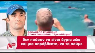 Προσοχή Σπάνιο είδος καρχαρία αλεπού εντοπίστηκε στη Λήμνο