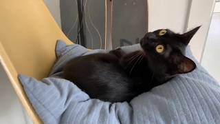 名前を呼ぶと返事をする猫☆ Black bombay cat（黒のボンベイ猫）おてんば黒猫は突然撮影者の肩に乗ってきた！！