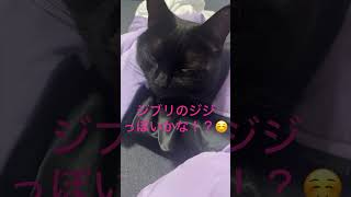 【黒猫キキ】ジブリのジジみたいな黒猫のキッキー#ショート #黒猫 #猫 #cat