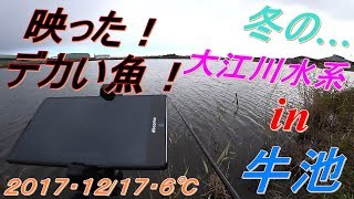 【大江川水系 牛池 牛舎前】２０１７・１２/１７・６℃