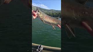Sockeye Salmon Take Down (Lake Wenatchee)