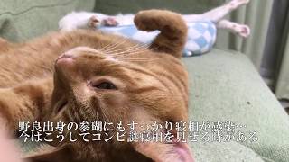 宇宙猫、他猫とケッタイな寝相の共演を見せる　My cat's funny posture