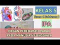 Organ Peredaran Darah pada Manusia dan Fungsinya || IPA || KELAS 5 TEMA 4 SUBTEMA 1