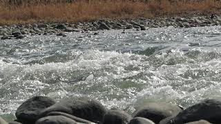 【2021年2月】相模川　激しい流れと水の煌めき　望地