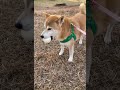 ボール遊びが楽しい柴犬 柴犬