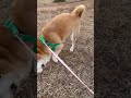 ボール遊びが楽しい柴犬 柴犬