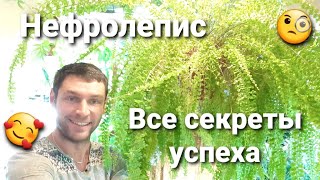 Папоротник Нефролепис/ Размножение/ Уход