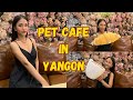 How is Bangkok style pet cafe with Miss Grand Myanmar in Yangon, (Burma)