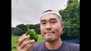 【ヤヤキタ農園】2021年9月のお野菜のご説明♪