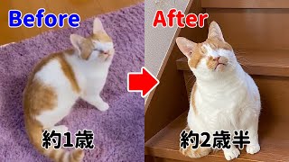 【盲目の猫】巨大化したピンネくん