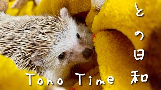 ハリネズミの日常を覗いたら部屋んぽしている映像が撮れました！　Let's take a look at the daily life of a hedgehog‼︎