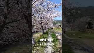 SAKURA【長崎桜観光】琴海戸根川の桜をご紹介します！▼琴海戸根川〒851-3103 長崎県長崎市琴海戸根町 #琴海戸根川 #SAKURA