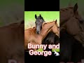 cute names for horses part 2