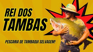 PESCARIA DE TAMBAQUI SELVAGEM | APRENDA COMO PEGAR TAMBAQUI SELVAGEM | O SEGREDO DO REI DO TAMBAQUI