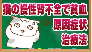 猫の慢性腎不全で貧血｜原因・症状・治療法を獣医師が解説