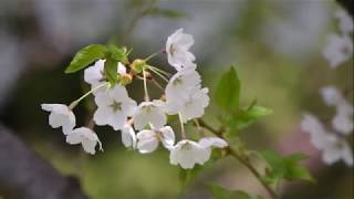 星観緑地の桜