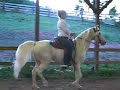 sold cremello walking horse stallion