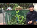 vietnamese coriander how to grow u0026 plant this exotic tropical herbs kesum rau răm in colder climate