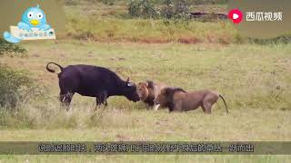 三頭非洲雄獅獵殺野牛母子，母牛為瞭護小牛 犧牲瞭自己