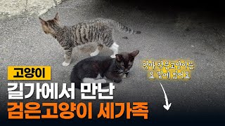 [4K] 검은고양이 세가족 - 친화력 좋은 어미 검은 고양이와 아기고양이 두마리 - A friendly mother, a black cat and two baby cats