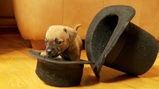 4 Week Old Tiny Maltipoo Wearing a Tiny Hat, inside of a Big Hat