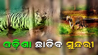 NEWSMAKER:Tigress Sundari To Leave Odisha Soon