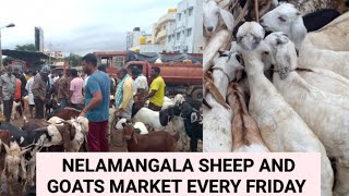 every Friday nelamangapa sheep and goats market 26*7*2024@AGRIANIMALS