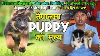 All Kinds Of Puppy Price In Nepal || German Shepard, Labrador, Bulldog, Toy Poodle, Beagle || RK DOG