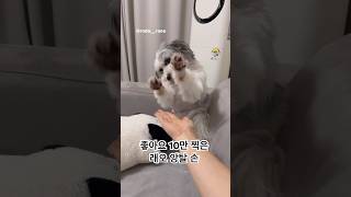 누가 손을 이렇게 줘ㅋㅋㅋ 귀여운건 여러번 보기 #댕댕이 #pet