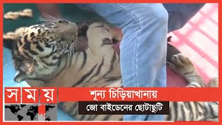 চট্টগ্রাম চিড়িয়াখানায় বাঘের শাবকের রাজত্ব | Tiger Joe Biden | Chattogram Zoo | Somoy TV