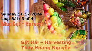 Gặt Hái – Harvesting | Sunday 11-17-2024 Live Stream @ 10AM